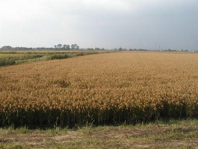 Campi della pianura milanese 